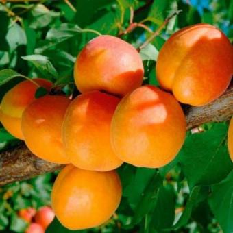 Саженцы яблони и других плодовых деревьев из питомника растений