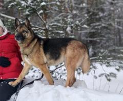 Супер собака метис немца Альма погибает в приюте