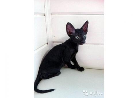 Черный котик корниш-рекс