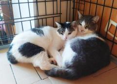 Две котейки срочно ищут дом